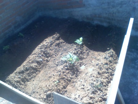 El plantío crece lentamente.