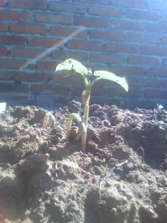 Empiezan a salir nuevas plantas.